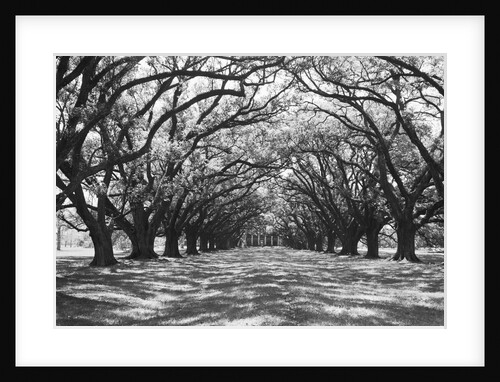 Arched Path of Trees on Plantation Site by Anonymous