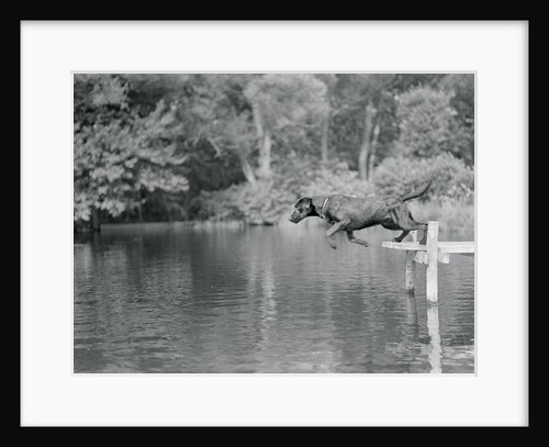 Dog Jumping Into Water by Anonymous