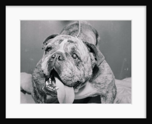 English Bulldog with Tongue Hanging Out by Anonymous