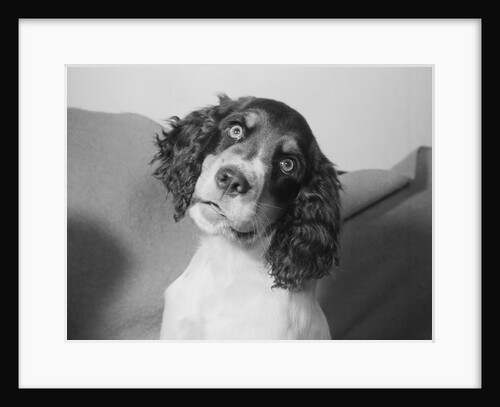 Portrait of Springer Spaniel Puppy by Anonymous