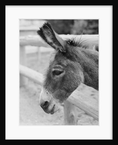 Head of a Donkey by Anonymous