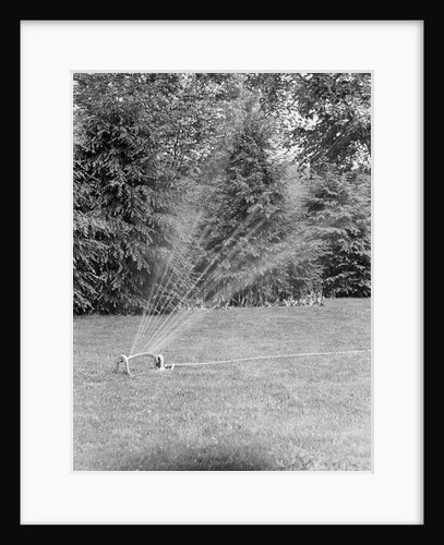 Lawn Sprinkler on Lawn by Anonymous