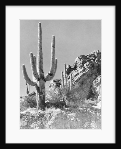 View of a Saguaro Cactus in Desert Site by Anonymous