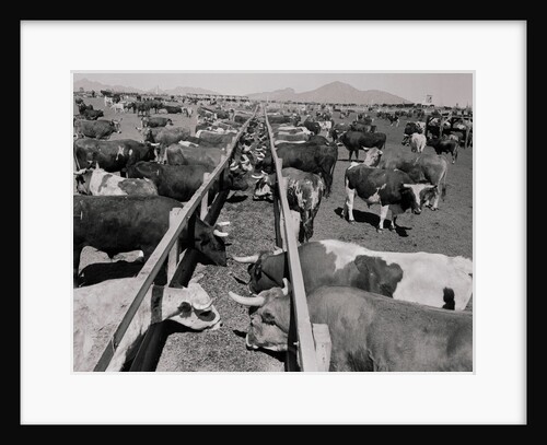 Shot of Cattle Feeding System by Anonymous