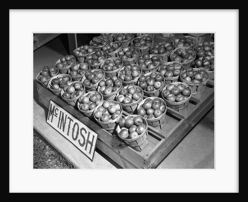 McIntosh Apples by Anonymous