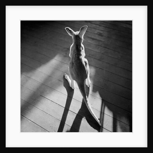 Young Kangaroo and Shadows by Anonymous