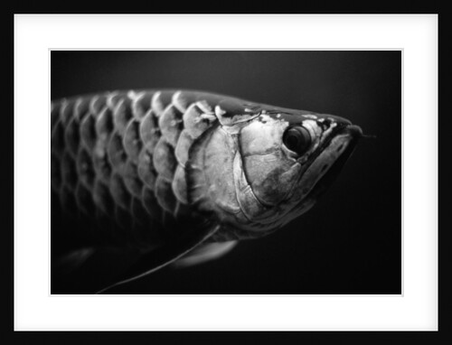 Fish by Anonymous