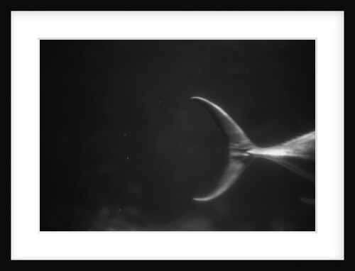 Fish Tail by Anonymous