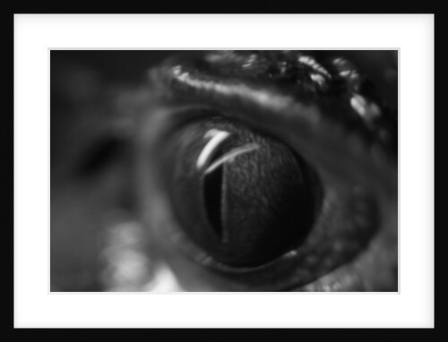 Reptile Eye by Anonymous