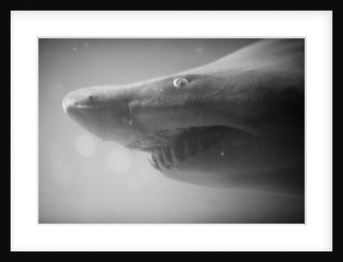 Shark Mouth by Anonymous