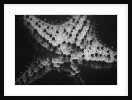 Starfish by Anonymous
