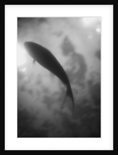 Silhouette of a Fish by Anonymous