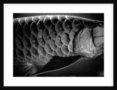 Fish Scales by Anonymous