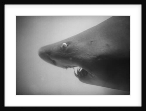 Head of a Shark by Anonymous