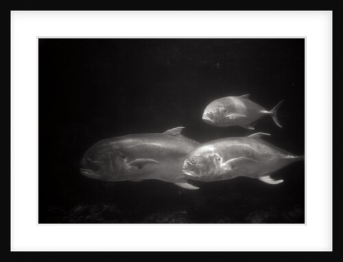 Fishes Swimming by Anonymous