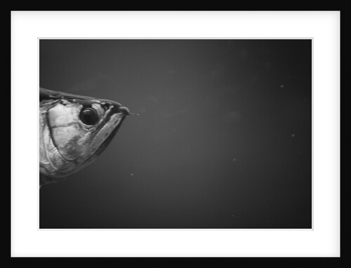 Head of a Fish by Anonymous