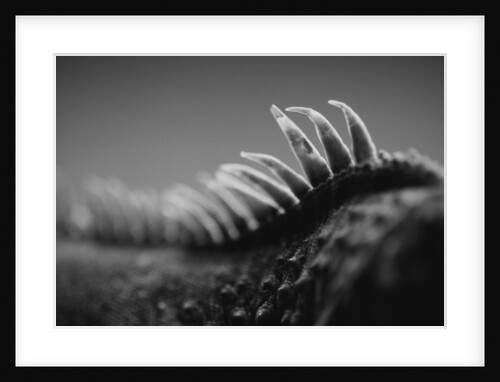Back of an Iguana by Anonymous