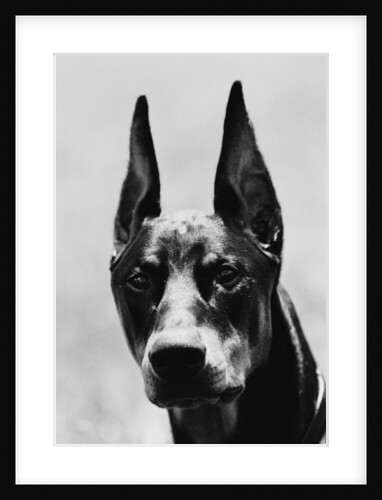 Head of Doberman Pinscher by Anonymous