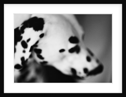 Dalmatian Dog by Anonymous