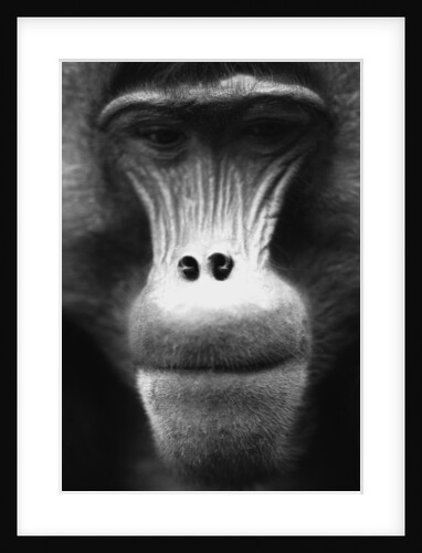 Ape Face by Anonymous