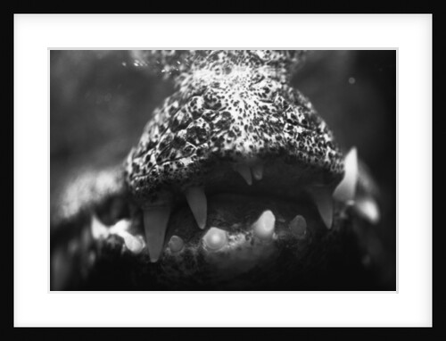 Alligator Teeth by Anonymous