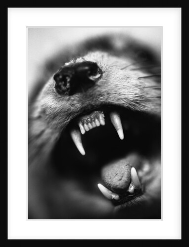 Snarling Dog by Anonymous