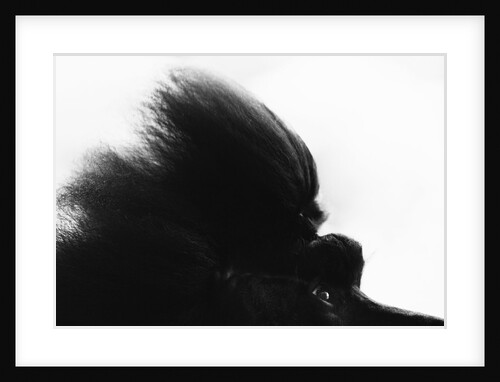 Head Fur of Standard Poodle by Anonymous