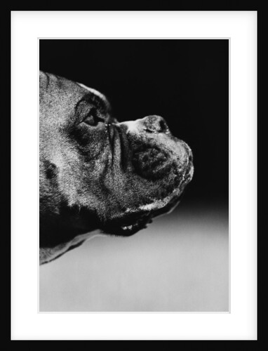 Profile of a Boxer by Anonymous