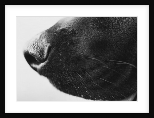 Dog's Nose by Anonymous
