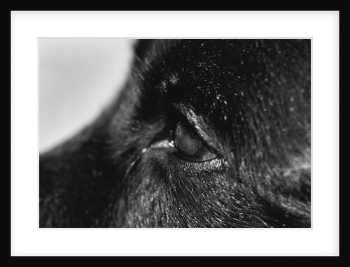 Dog's Eye by Anonymous