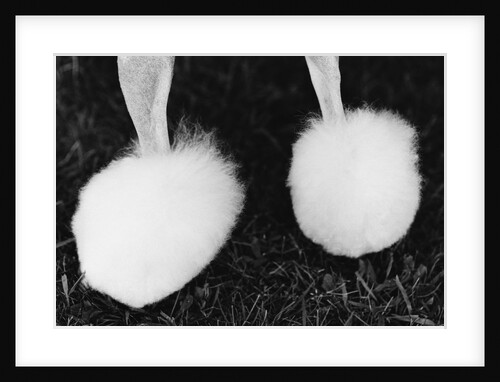 Legs of Groomed Poodle by Anonymous