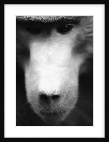 Baboon Face by Anonymous