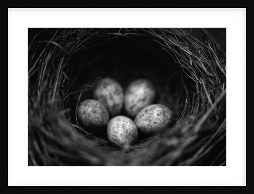 Bird Eggs in Nest by Anonymous