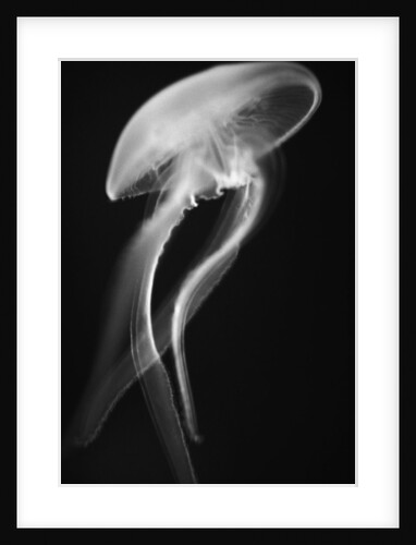 Floating Jellyfish by Anonymous
