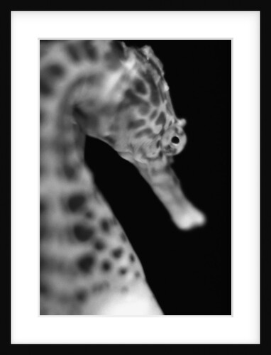Head of a Seahorse by Anonymous