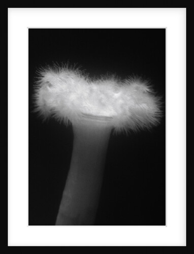 Plumose Anemone by Anonymous