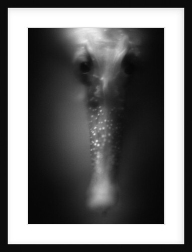 Face of Seahorse by Anonymous