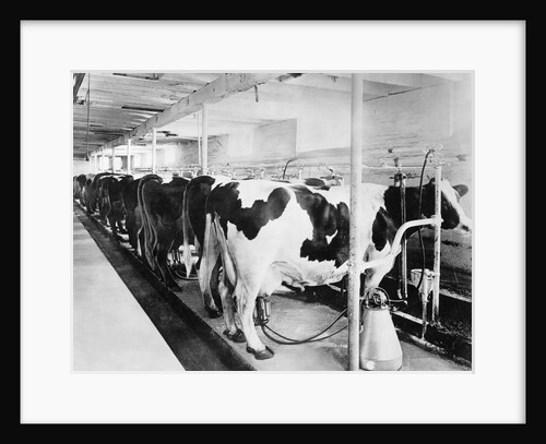 Cows Hooked up to Electric Milkers by Anonymous