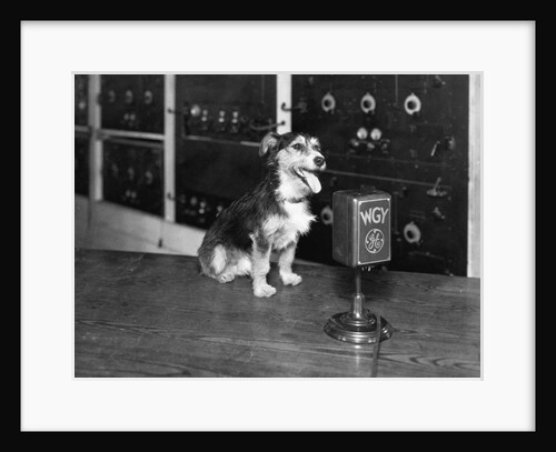 Dog at WGY Radio Microphone by Anonymous