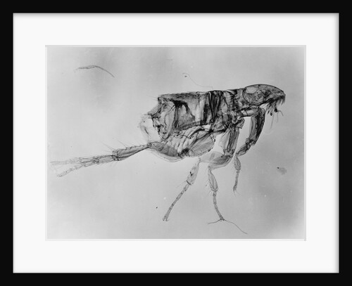 Flea Under High Power Microscope by Anonymous