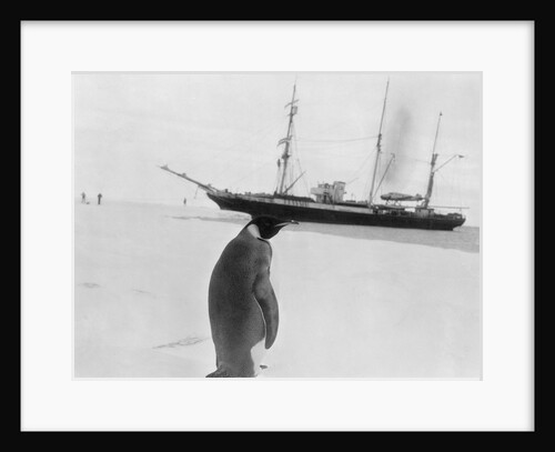 Emperor Penguin near Expedition Ship by Anonymous
