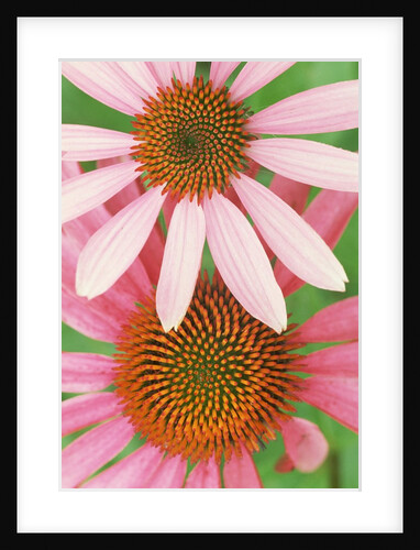 Pink Cone Flowers Close-Up by Anonymous