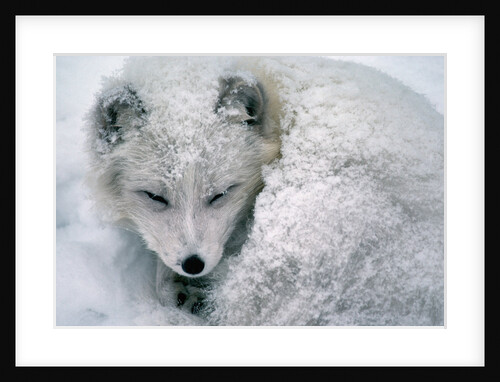 Arctic Fox Sleeping in Snow by Anonymous