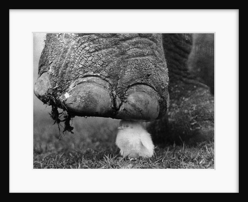 Elephant's Foot Hovering over a Chick by Anonymous