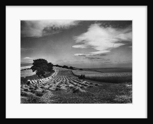 Hill Harvest by Anonymous