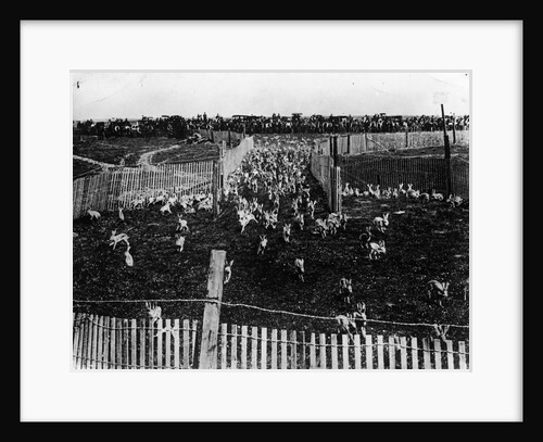 Rabbit Drive in New South Wales by Anonymous