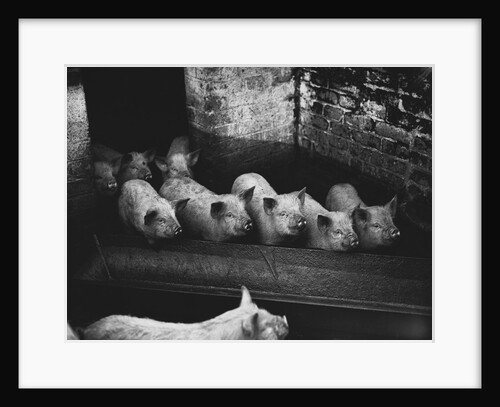 Pigs by a Trough by Anonymous