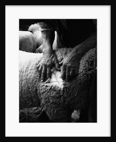 Where Are The Downland Sheep? by Anonymous