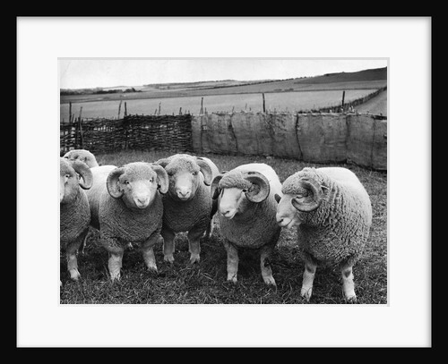 Ram Lambs by Anonymous