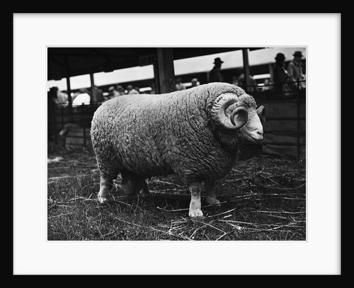 Ram at Agricultural Show by Anonymous